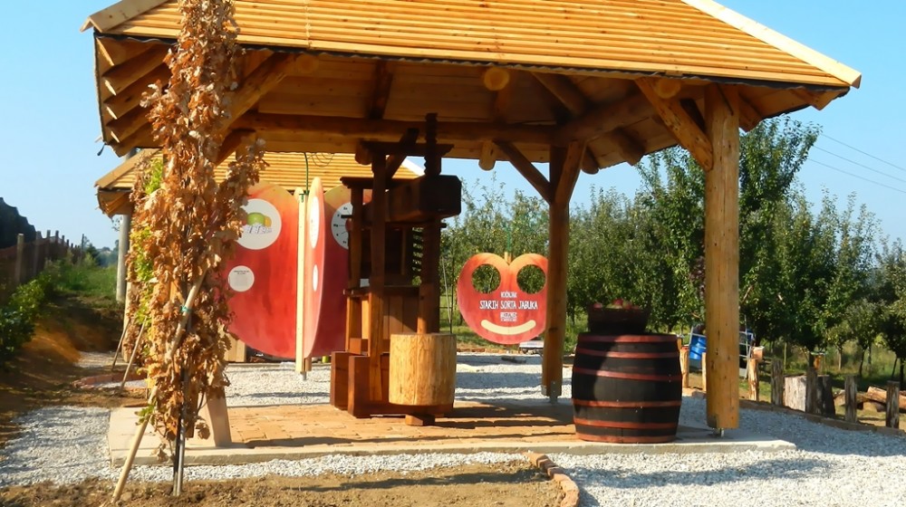 Guided tour around apple orchard of old varieties